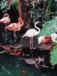 High angle view of birds in lake