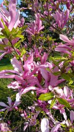 Close-up of pink flowers