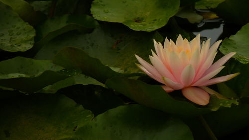 Close-up of lotus water lily in pond