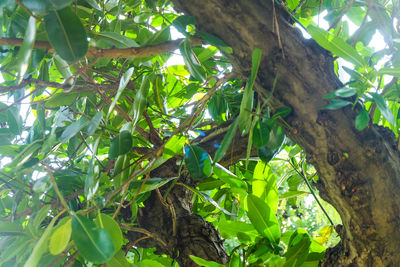 Low angle view of trees growing in forest