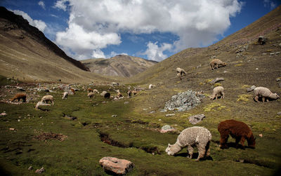 Panoramic view of alpaca grazing on field