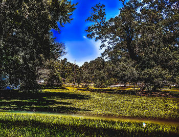 Trees on field against sky