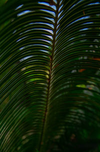 Close-up of palm leaves