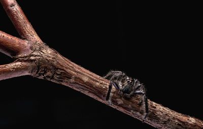 Close-up of lizard on wood against black background