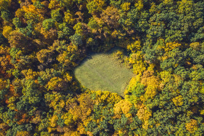 High angle view of trees growing in forest during autumn