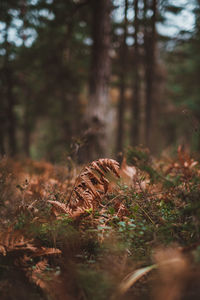 Close-up of fern in forest 