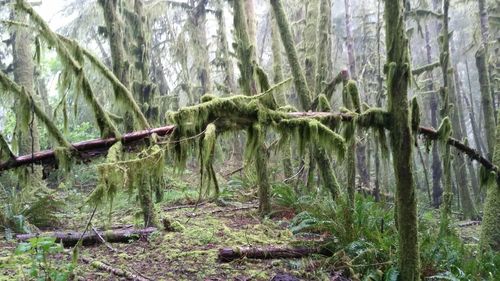 Trees growing in forest