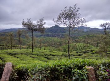 Scenic view of grassy field against cloudy sky