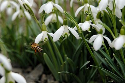 Close-up of bee on white flowers