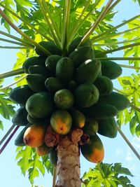 Low angle view of fruits on tree against sky