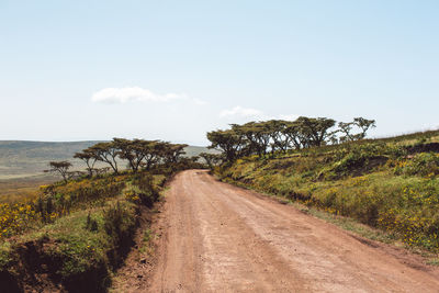 Road amidst plants against clear sky