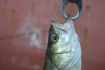 Close-up of fish hanging