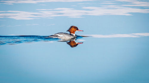 Side view of a duck swimming in lake