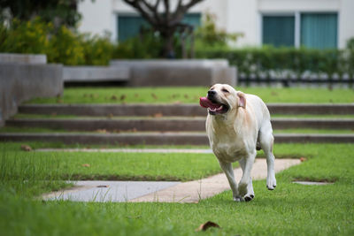 Portrait of happy creamy labrador retriever dog running forward in camera direction on a field park.