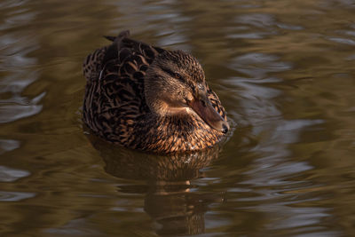 High angle view of a duck swimming in lake