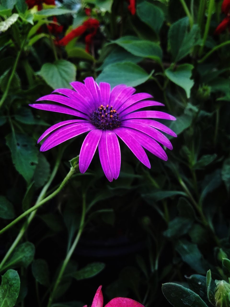 flowering plant, flower, petal, plant, fragility, freshness, vulnerability, flower head, beauty in nature, inflorescence, growth, close-up, purple, pink color, osteospermum, nature, pollen, focus on foreground, no people