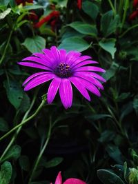 flowering plant