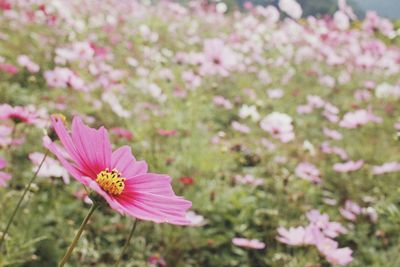 Close-up of pink cosmos flower on field