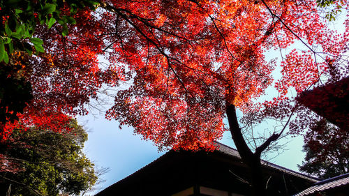 Low angle view of trees against sky during autumn