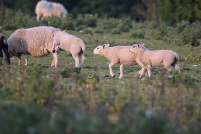 Sheep in a field