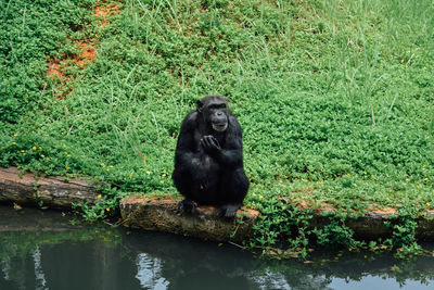 Monkey in a forest