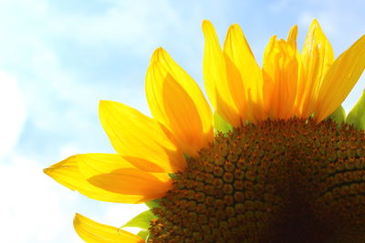 Close-up of yellow sunflower against sky