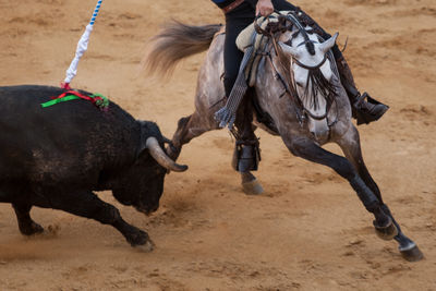 Man riding horse in desert