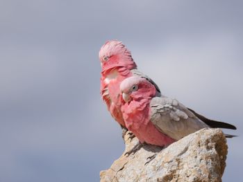 Close-up of bird perching on pink flower