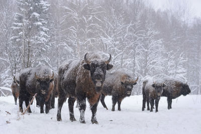 Panoramic view of horses on snow covered land