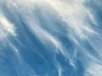 Low angle view of birds flying in sky