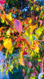 Close-up of maple tree