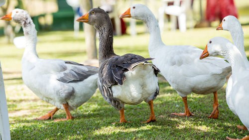 Flock of birds on field