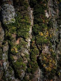 Full frame shot of trees in forest