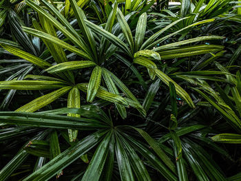 Full frame shot of coconut palm tree