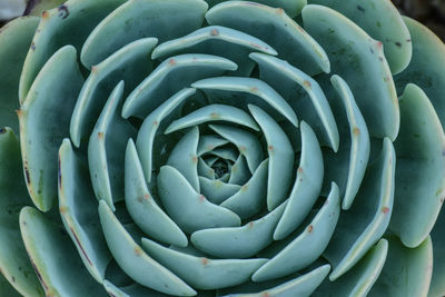 Full frame macro shot of a succulent 