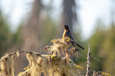 Close-up of bird perching on a branch