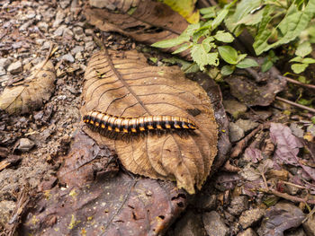 High angle view of insect on land