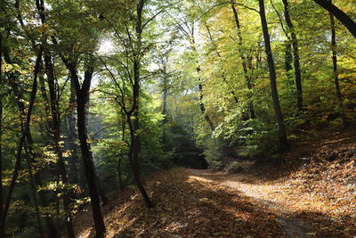 Trail amidst trees in forest