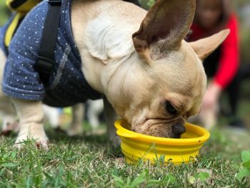 High angle view of a puppy on grass