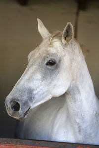 Close-up portrait of white horse