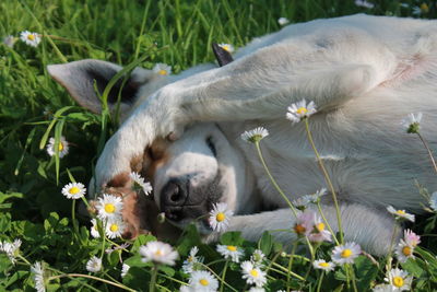 Close-up of sheep relaxing on grass