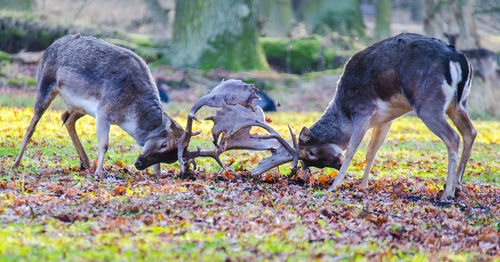 Deers locking horns in forest