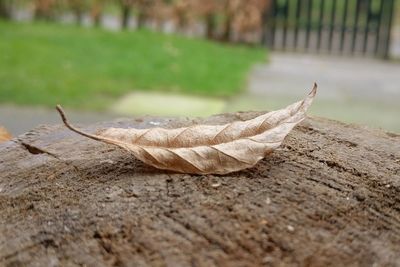 Close up of leaf