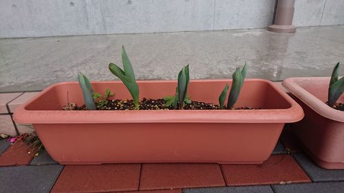 Close-up of potted plant