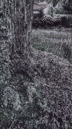 Close-up of tree trunk in forest