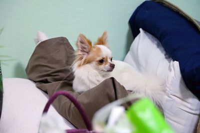 View of a dog resting on bed