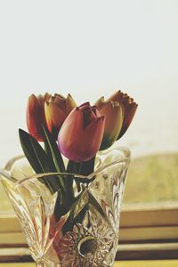 Close-up of tulips in glass vase at home