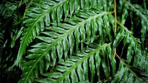 High angle view of fern leaves