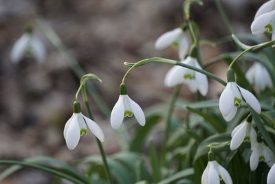 Close-up of white flowering plant