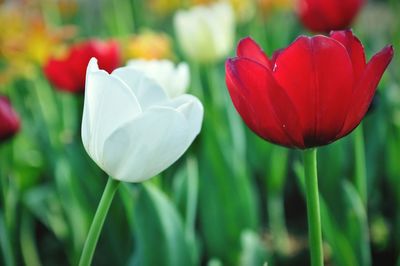Close-up of red tulip
